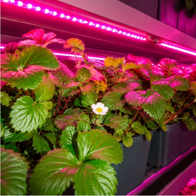 LED Lente priekš augiem 5W
